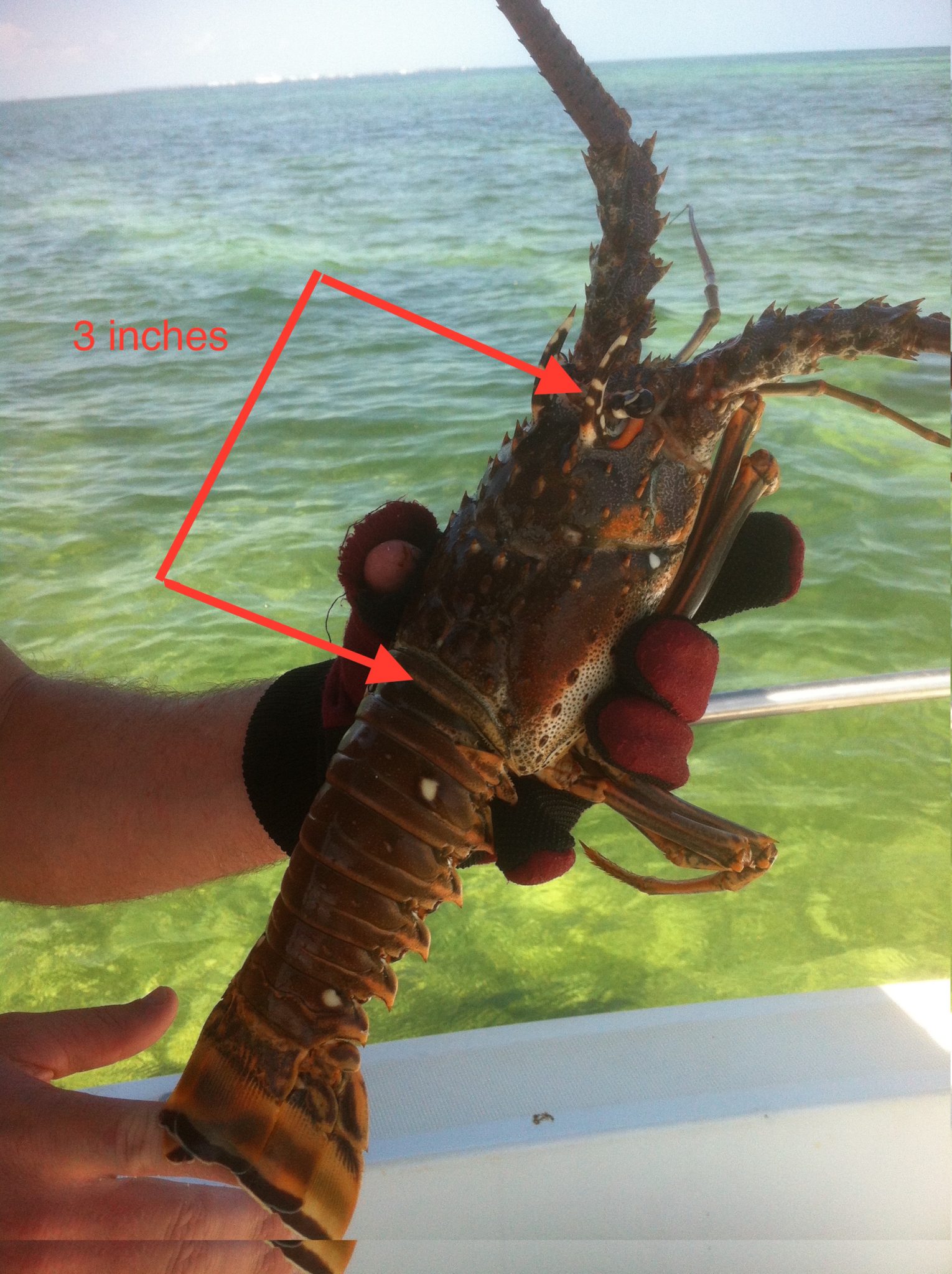 What are the rules and regulations for catching lobster? Robertson