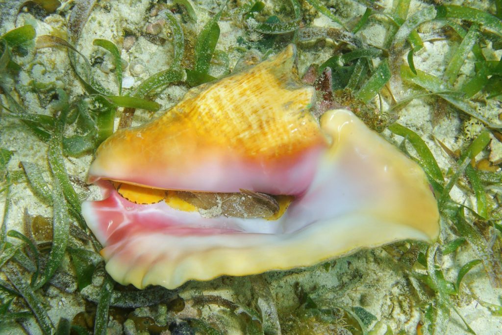 Is it legal to keep queen conch shells? Robertson & Hunter, LLP