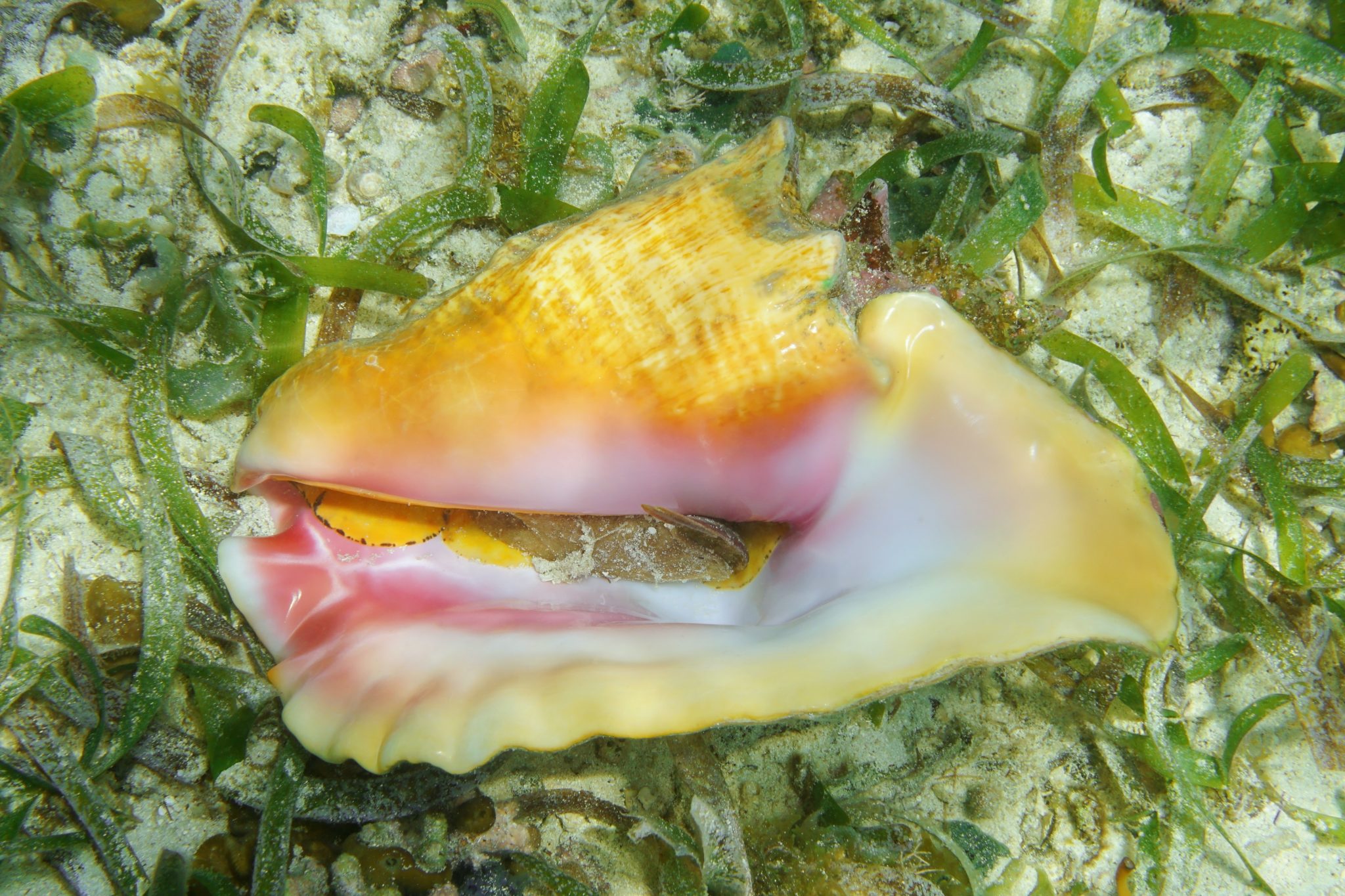 Is it legal to keep queen conch shells? Robertson & Hunter, LLP