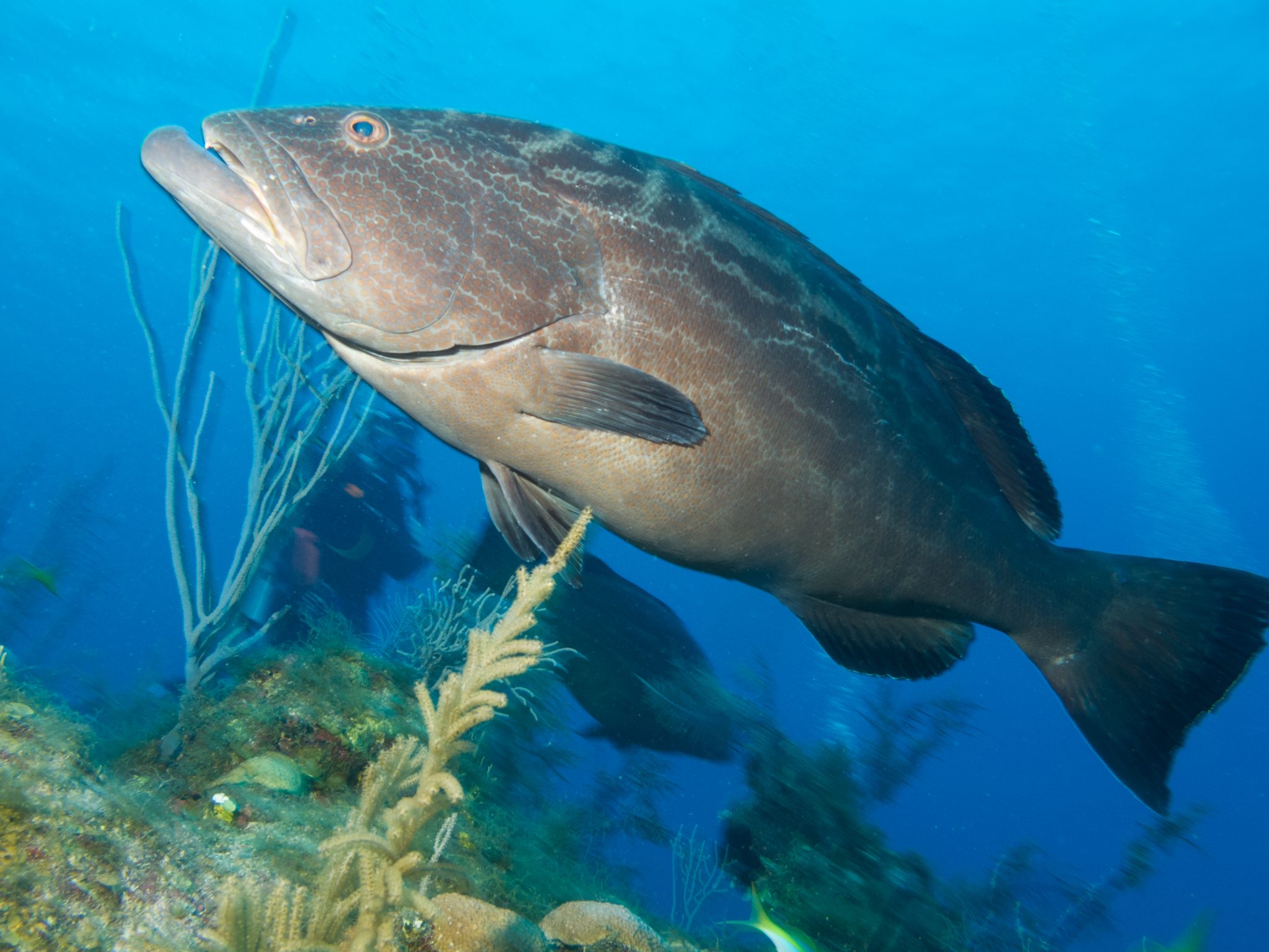 florida grouper fish florida grouper fish